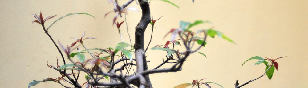 Four Star Digital Marketing Solutions